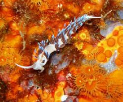 Nudibranch - Costa Smeralda, Sardinia - Italy by Richard Paczan 